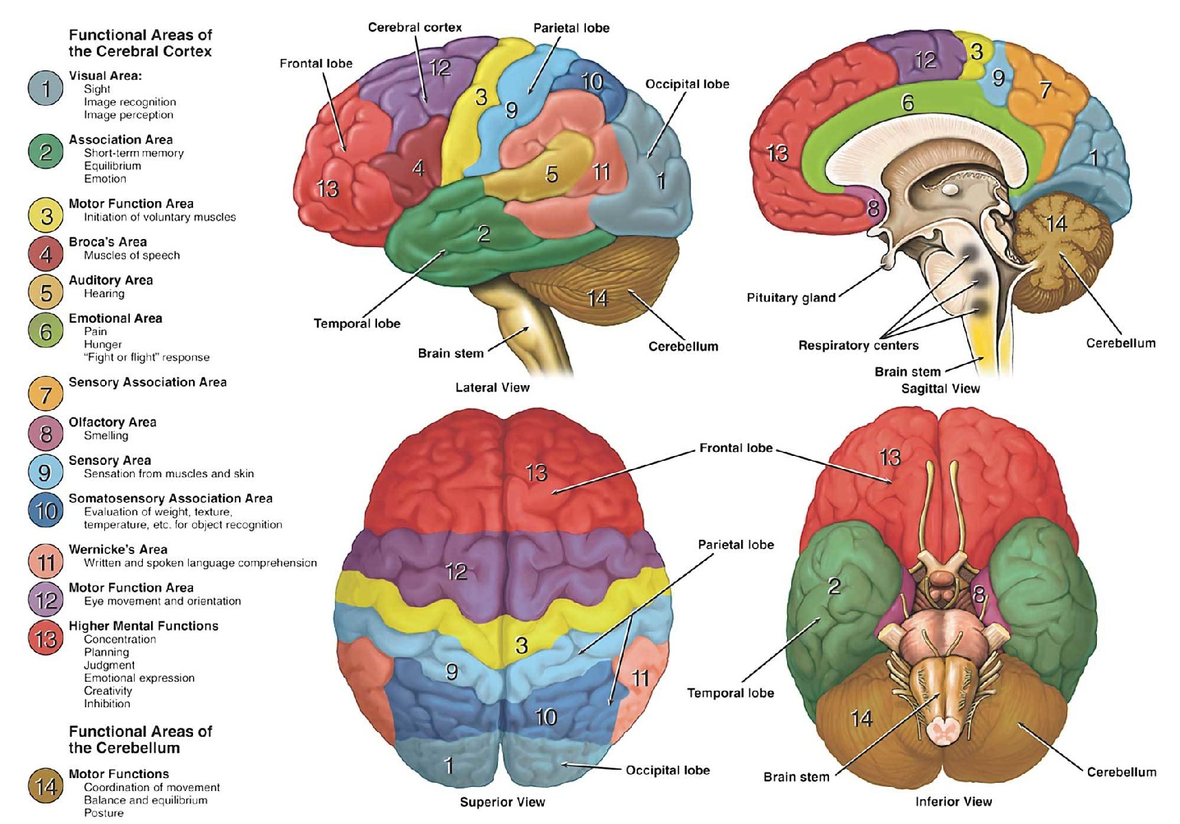 brainAnatomy