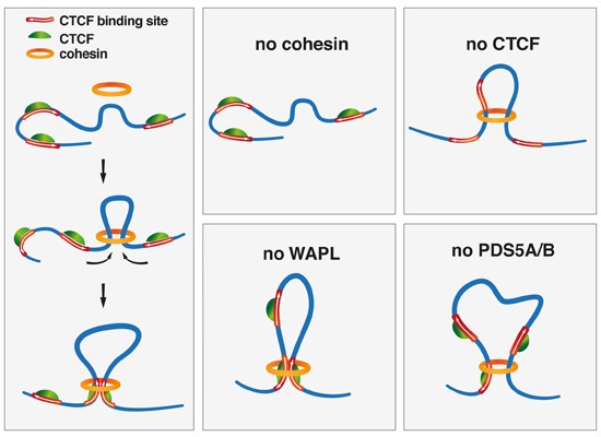 cohesin